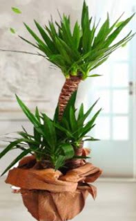 2 li yucca saks� �i�ek bitkisi  Ankara �i�ek sipari�i sitesi 