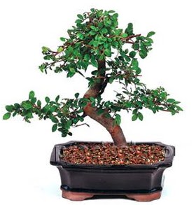 �thal bonsai japon a�ac�  Ankara �i�ek sipari�i sitesi 