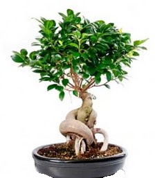 Bonsai japon a�ac� seramik i�inde  Ankara �i�ek�iler 