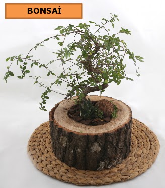 Do�al a�a� k�t�k i�erisinde bonsai bitkisi  Ankara �i�ek g�nderme sitemiz g�venlidir 