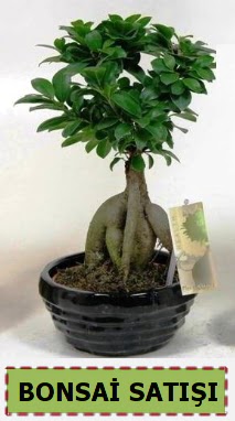 Bonsai japon a�ac� ginseng bonsai  Ankara �i�ek ma�azas� , �i�ek�i adresleri 