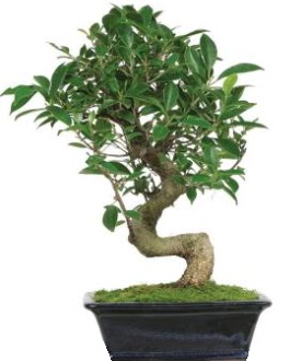 Bonsai saks� bitkisi japon a�ac�  Ankara �i�ek sipari�i vermek 