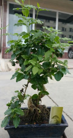 Bonsai japon a�ac� saks� bitkisi  Ankara �i�ek sipari�i vermek 