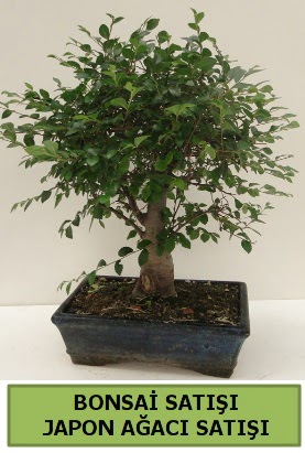 Minyat�r bonsai japon a�ac� sat���  Ankara �i�ek g�nderme sitemiz g�venlidir 