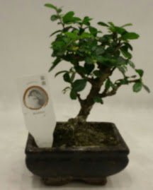 K���k minyat�r bonsai japon a�ac�  Ankara �i�ek g�nderme 