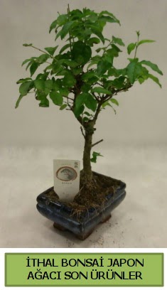 �thal bonsai japon a�ac� bitkisi  Ankara hediye sevgilime hediye �i�ek 