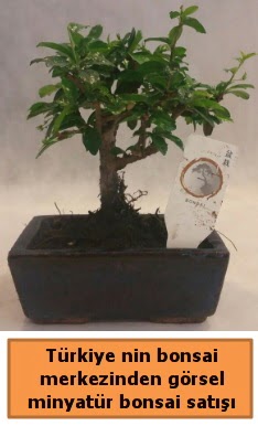 Japon a�ac� bonsai sat��� ithal g�rsel  Ankara �i�ek yolla 