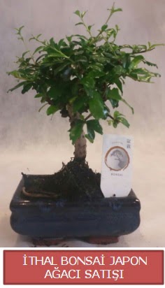 �thal k���k boy minyat�r bonsai a�a� bitkisi  Ankara �i�ek�i telefonlar� 