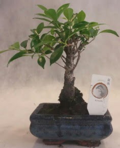Bonsai a�ac� japon a�a� bitkisi  Ankara �i�ek yolla 