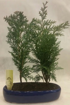 SINIRLI SAYIDA Selvi A�ac� bonsai ikili  Ankara �i�ek�i telefonlar� 