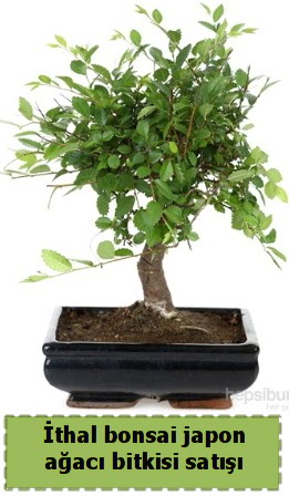 �thal bonsai saks� �i�e�i Japon a�ac� sat���  Ankara �nternetten �i�ek sipari�i 