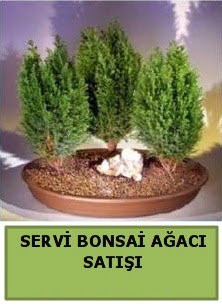 BONSA� 3 L� SERV� BONSA� A�ACI  Ankara �i�ek�i telefonlar� 