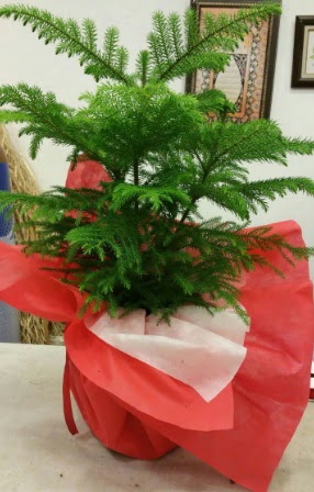 Salon �am� Araucaria Heterophylla bitkisi  Ankara �nternetten �i�ek sipari�i 
