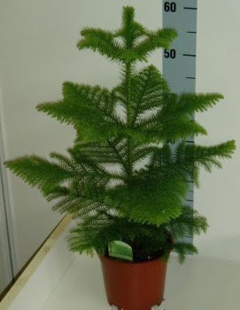 60 cm Salon �am� araucaria heterophylla  Ankara �i�ek g�nderme 