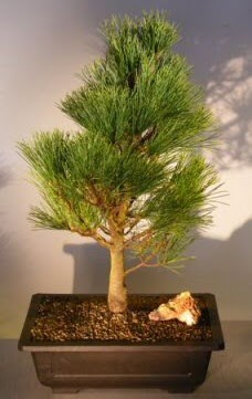 �am a�ac� japon a�ac� bitkisi bonsai  Ankara �i�ek�i telefonlar� 