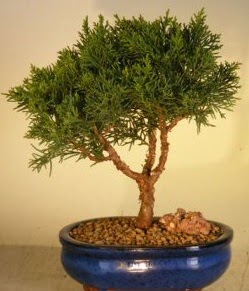 Servi �am bonsai japon a�ac� bitkisi  Ankara �i�ek yolla 