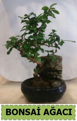 Bonsai a�ac� japon a�ac� sat���  Ankara hediye �i�ek yolla 