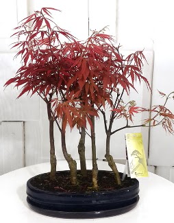 5 adet japon ak�aa�a� bonsai �i�e�i  Ankara �i�ek sat��� 