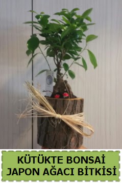 K�t�k i�erisinde do�al bonsai a�ac�  Ankara �i�ek�i telefonlar� 