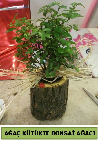 Do�al a�a� k�t�k i�erisinde bonsai a�ac�  Ankara �i�ek g�nderme sitemiz g�venlidir 