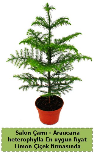 Araucaria heterophylla Salon �am� tek dall�  Ankara �i�ek sat��� 