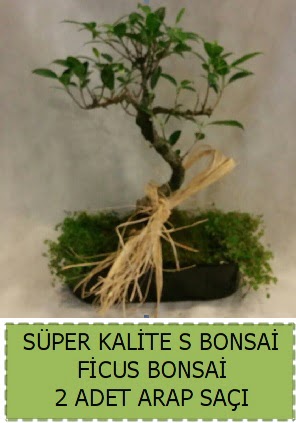 Ficus S Bonsai ve arap sa��  Ankara �i�ek�i telefonlar� 