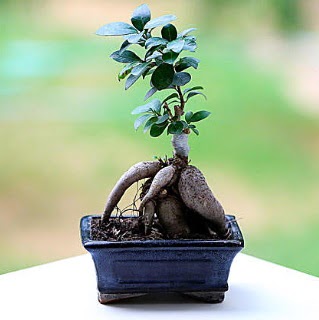 Marvellous Ficus Microcarpa ginseng bonsai  Ankara �i�ek sipari�i vermek 