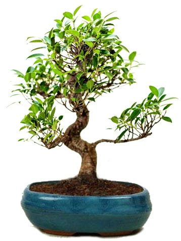 25 cm ile 30 cm aral���nda Ficus S bonsai  Ankara �i�ek g�nderme sitemiz g�venlidir 