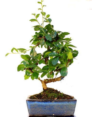 S g�vdeli carmina bonsai a�ac�  Ankara �i�ek yolla  Minyat�r a�a�