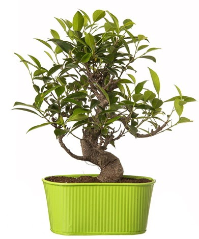 Ficus S g�vdeli muhte�em bonsai  Ankara �i�ek sipari�i sitesi 