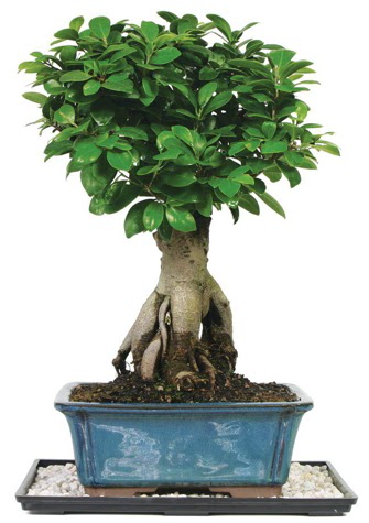 Bonsai Ginsing Grafted Ficus Bonsai  Ankara �i�ek yolla 