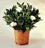  Ankara 14 �ubat sevgililer g�n� �i�ek  Gardenia Plant ithal saksi
