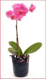  Ankara �i�ek ma�azas� , �i�ek�i adresleri  Phalaenopsis Orchid Plant
