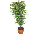Ficus �zel Starlight 1,75 cm   Ankara cicek , cicekci 