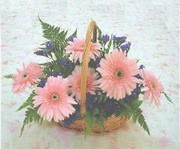 gerbera �i�eklerinde sepet   Ankara �i�ek yolla 