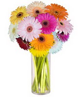  Ankara internetten �i�ek sipari�i  Farkli renklerde 15 adet gerbera �i�egi