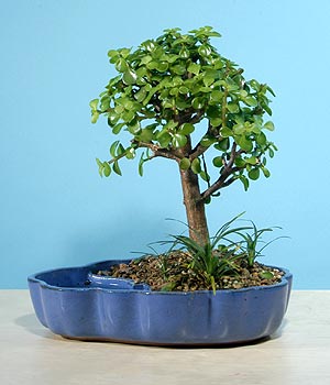 ithal bonsai saksi �i�egi  Ankara �i�ek�iler 