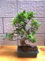 ithal bonsai saksi �i�egi  Ankara hediye sevgilime hediye �i�ek 
