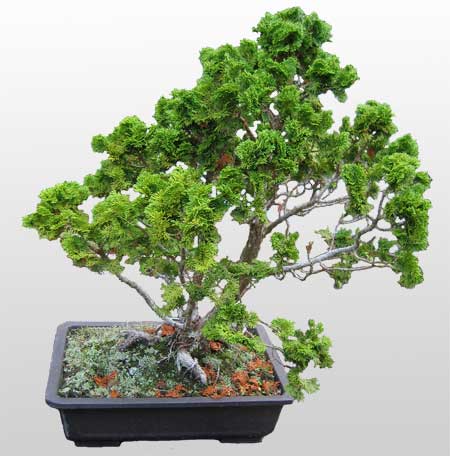 ithal bonsai saksi �i�egi  Ankara �nternetten �i�ek sipari�i 