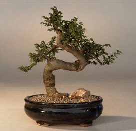 ithal bonsai saksi �i�egi  Ankara 14 �ubat sevgililer g�n� �i�ek 