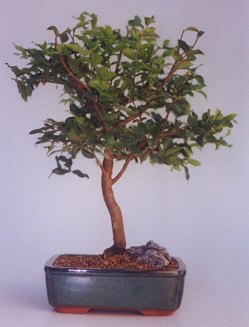  Ankara ucuz �i�ek g�nder  ithal bonsai saksi �i�egi  Ankara anneler g�n� �i�ek yolla 
