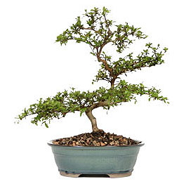  Ankara �nternetten �i�ek sipari�i  ithal bonsai saksi �i�egi  Ankara �i�ek g�nderme sitemiz g�venlidir 