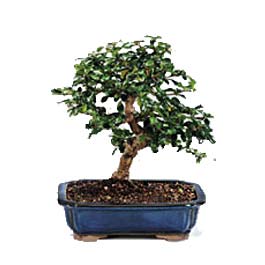  Ankara uluslararas� �i�ek g�nderme  ithal bonsai saksi �i�egi  Ankara 14 �ubat sevgililer g�n� �i�ek 