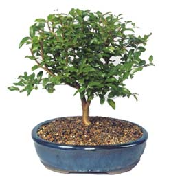  Ankara �i�ek�i ma�azas�  ithal bonsai saksi �i�egi  Ankara online �i�ek�i , �i�ek sipari�i 