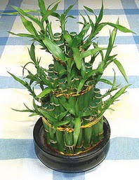 Lucky Bamboo sans melegi �i�egi  Ankara �i�ek�iler 