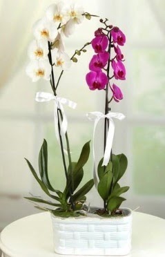 1 mor 1 dal beyaz thal orkide sepet ierisinde  Ankara iek maazas , ieki adresleri 