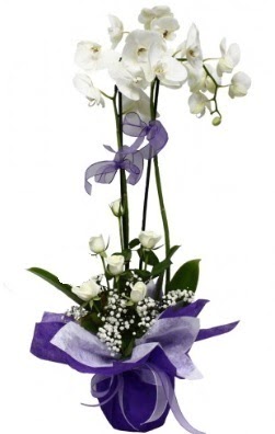 2 dall beyaz orkide 5 adet beyaz gl  Ankara ieki maazas 