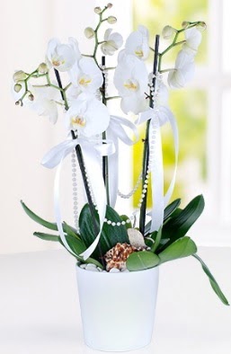 3 dall beyaz orkide  Ankara iek yolla  