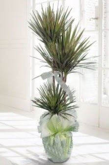 Marginata Tricolor ��l� Saks� bitkisi  Ankara �i�ek sipari�i vermek 