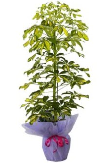 Schefflera Tekli �� mnekan saks� �i�e�i  Ankara �i�ek�i ma�azas� 